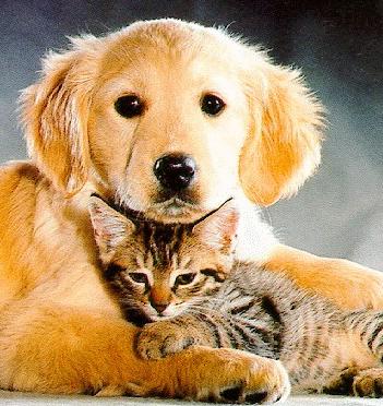  Photos Funny on Cat And Dog2 Funny Cats And Dogs Pics S351x372 49223 580